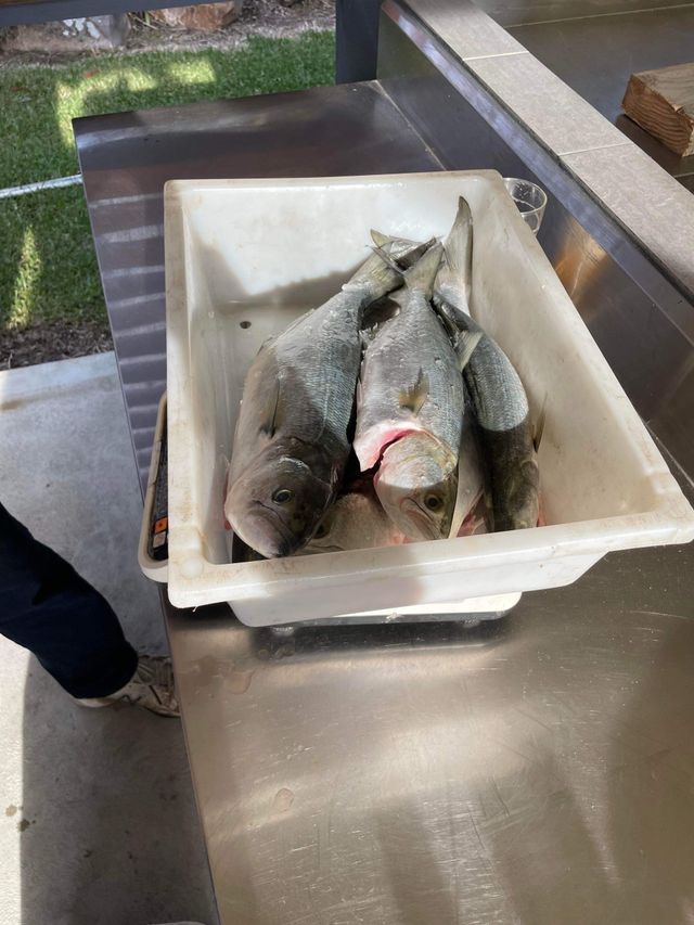 A White Container Filled With Fish Is On A Stainless Steel Counter — Pacific Palms Bowling Club In Smiths Lake, NSW
