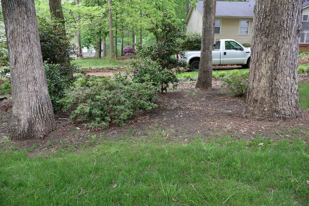 Lush green grass in foreground, trees and shrubs in the center, a white truck and house in the background.