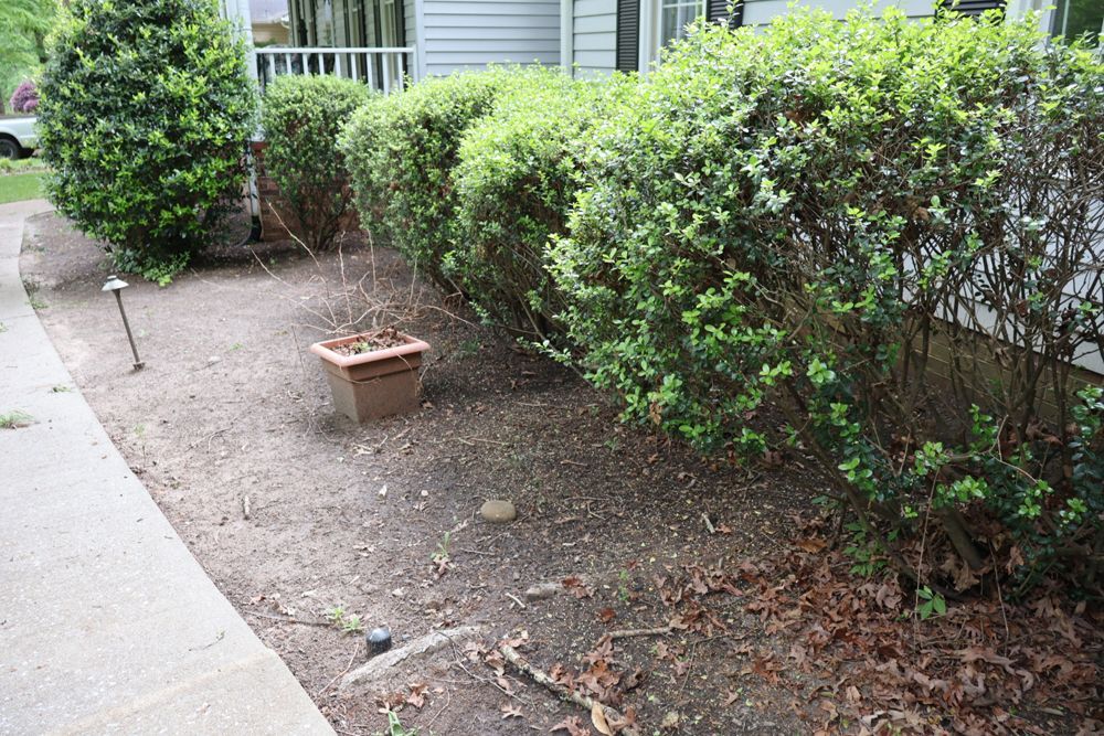A front yard with a concrete sidewalk, brown soil, green hedges, and a potted plant.