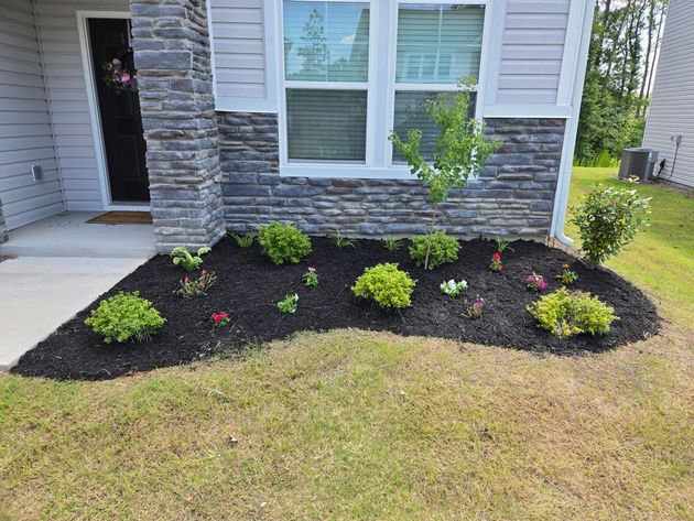 Green ivy ground cover with black mulch border around trees.