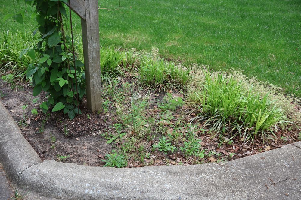 A concrete curb surrounds a garden bed with weeds, grass, and a wooden post.