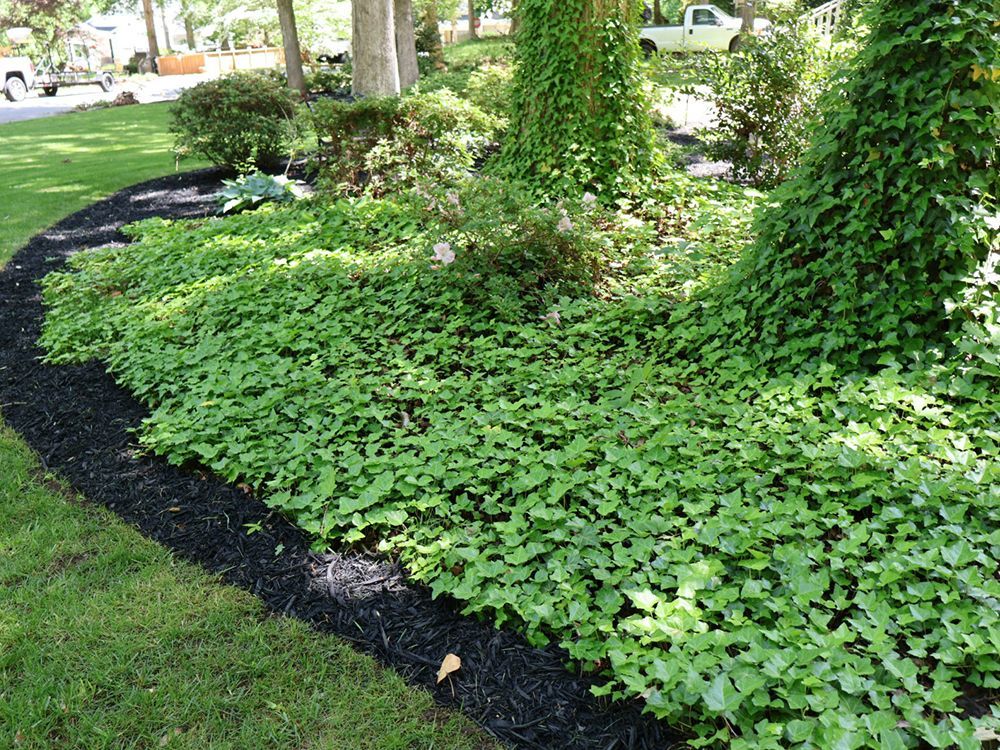Green ground cover with black mulch border around trees and bushes.