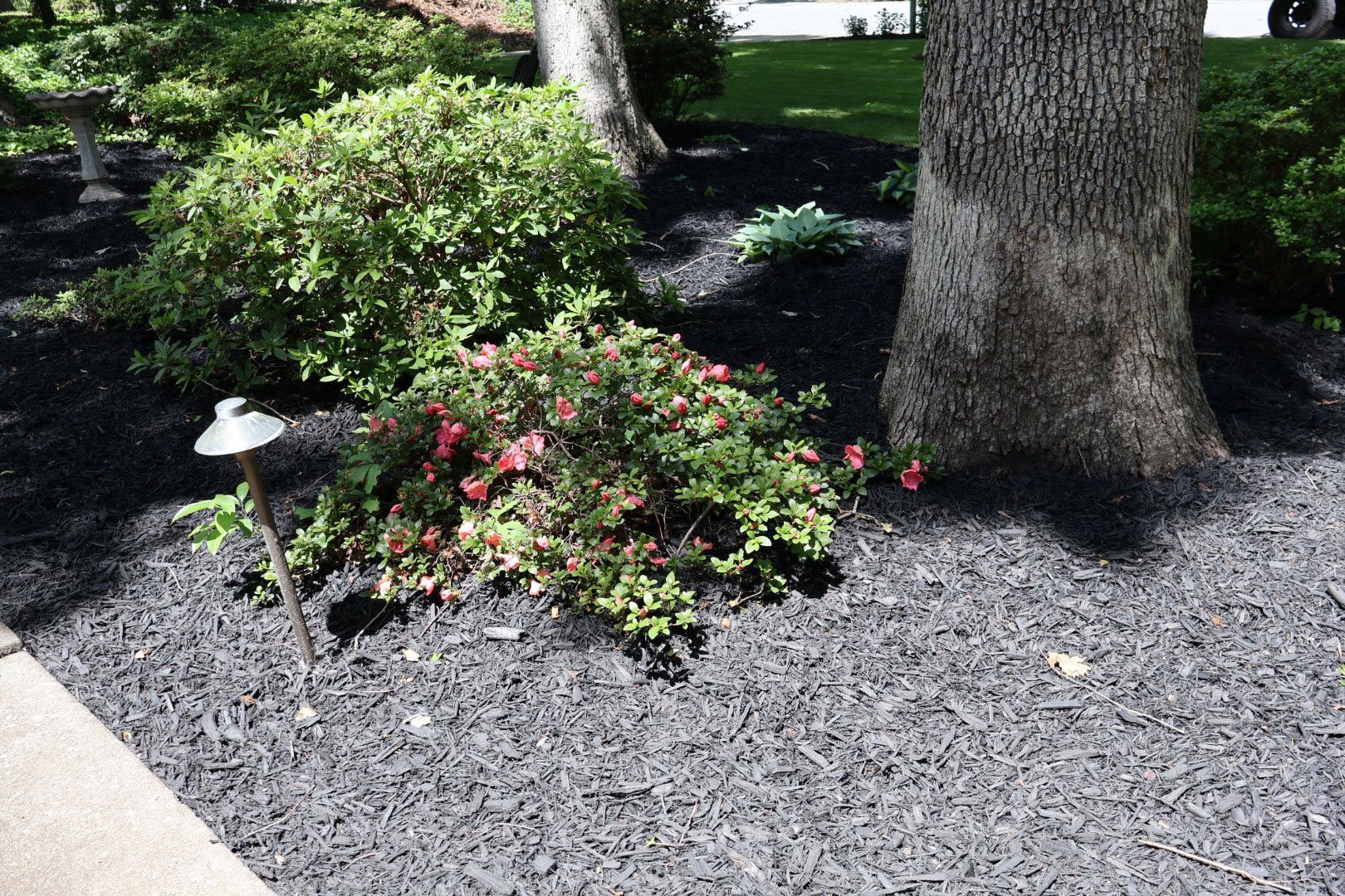 Black mulched garden bed with bushes and trees, illuminated by a small lamp.