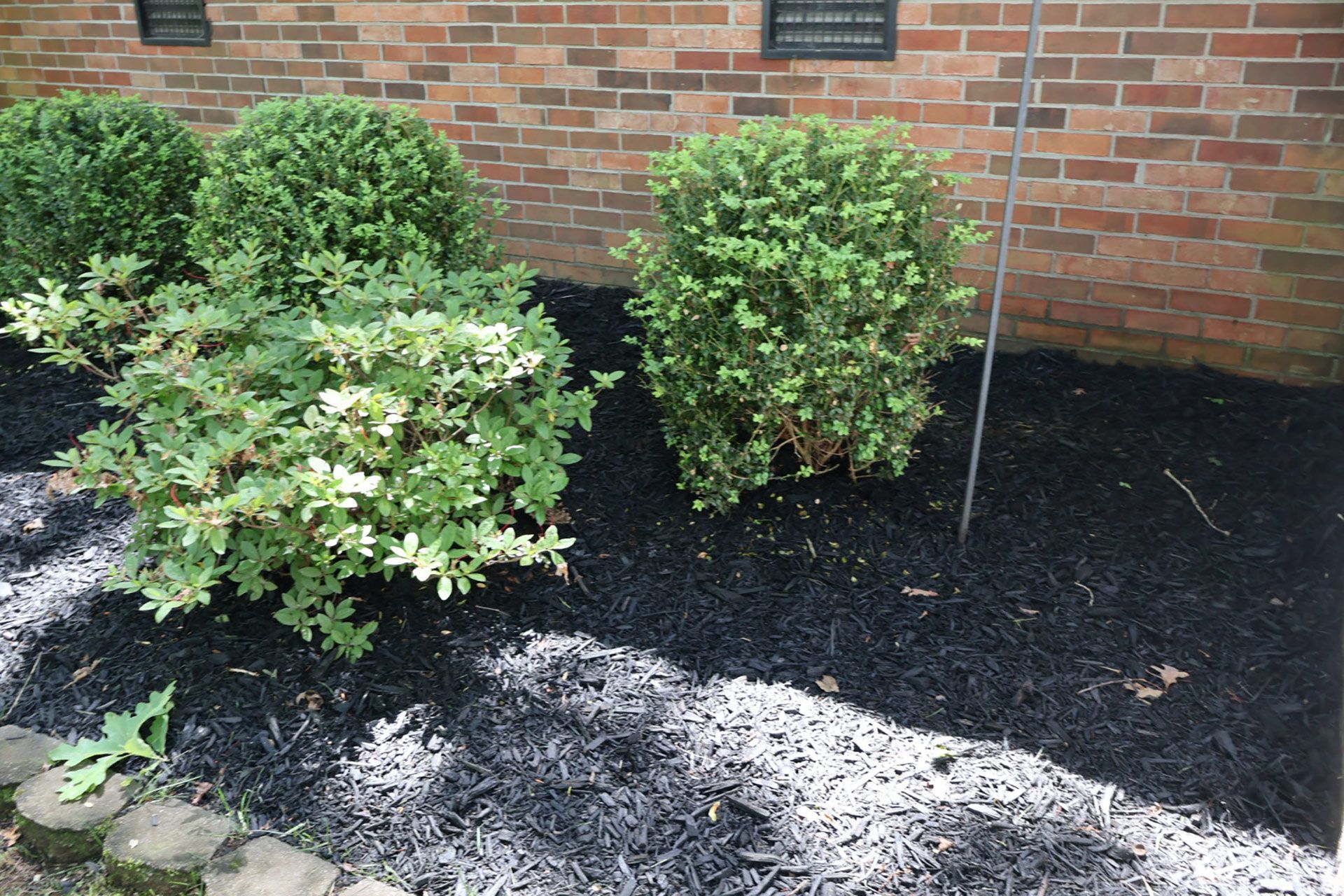 A garden bed with green shrubs and black mulch in front of a brick wall.