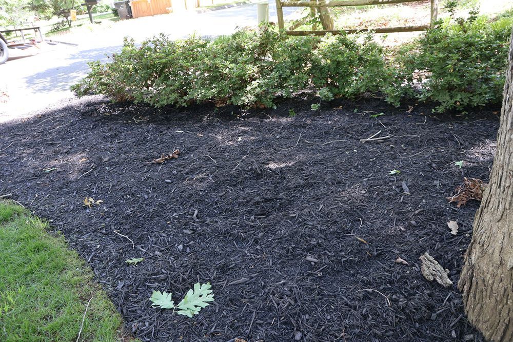 Black mulch bed with green shrubs and a tree trunk.