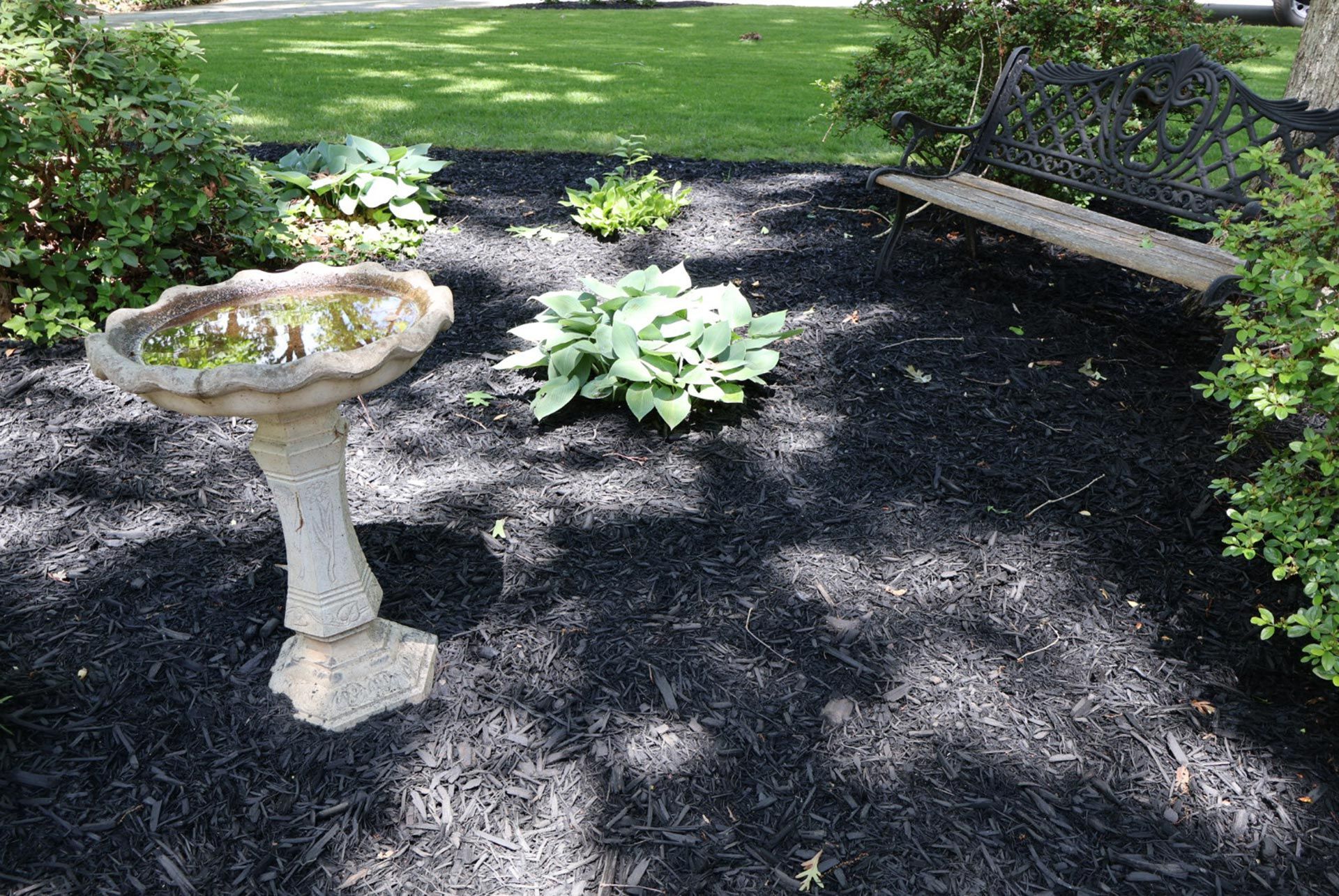 Bird bath and hosta plants in a mulched garden, with a bench to the right.