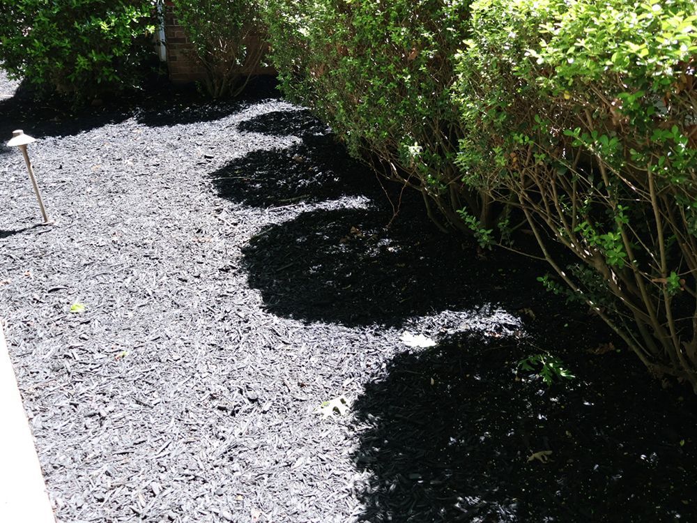 Black mulch bordering green bushes with shadows of the branches curving along the ground.
