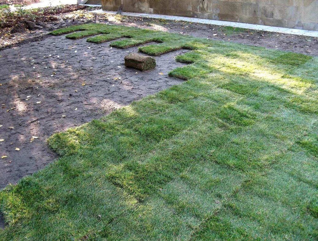 maintaining your sod