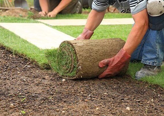 How Often Should You Water New Sod