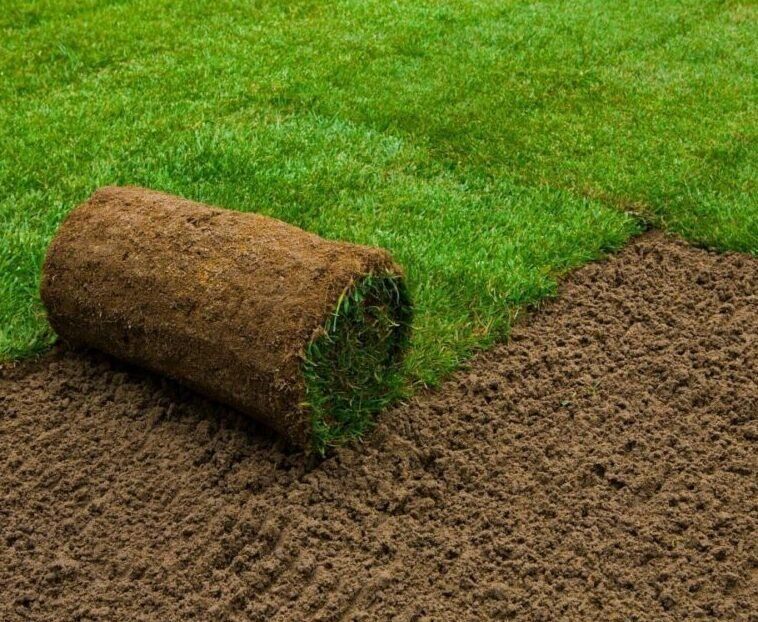 What's The Difference Between Sod & Plugs & Seeding