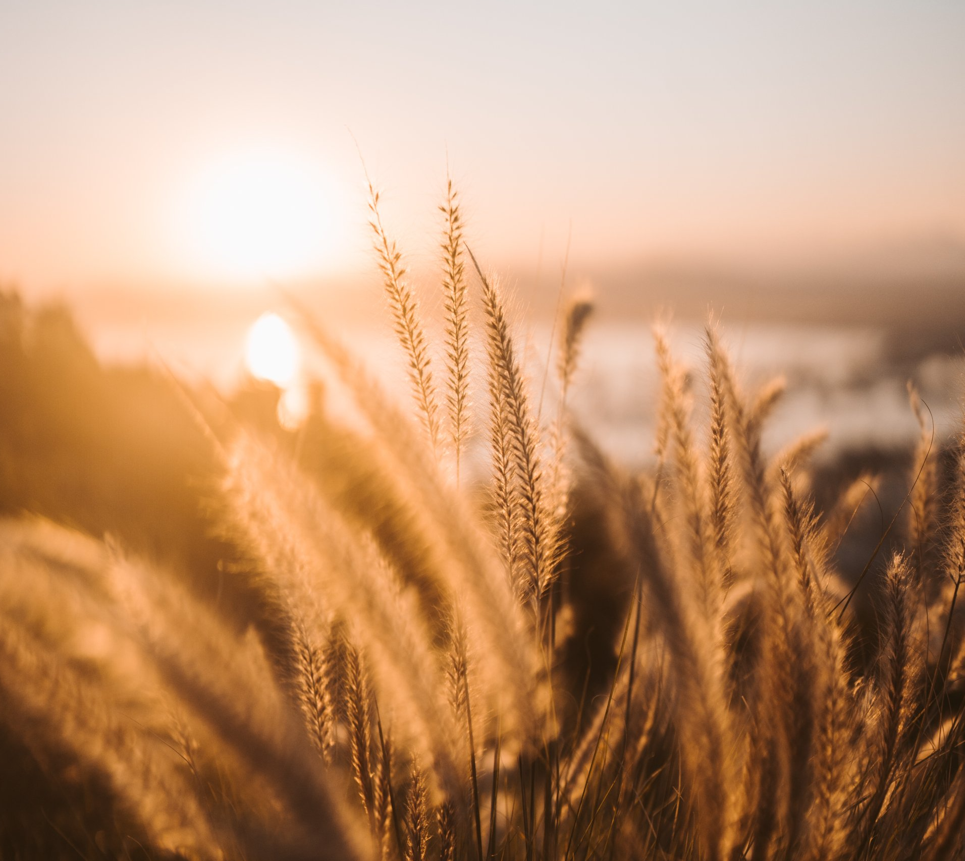 Novoviah Novoleukin NovoGluten T-Cell Research Home Gluten