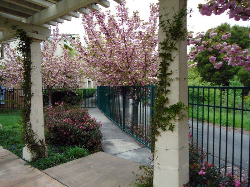 Pergola entrance with pink flowering trees, green fence, and pathway.