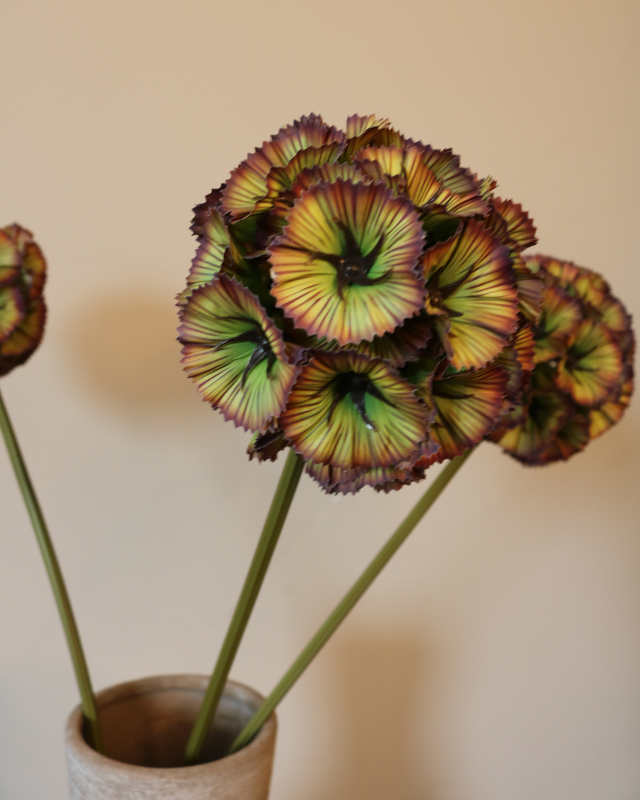 Scabiosa