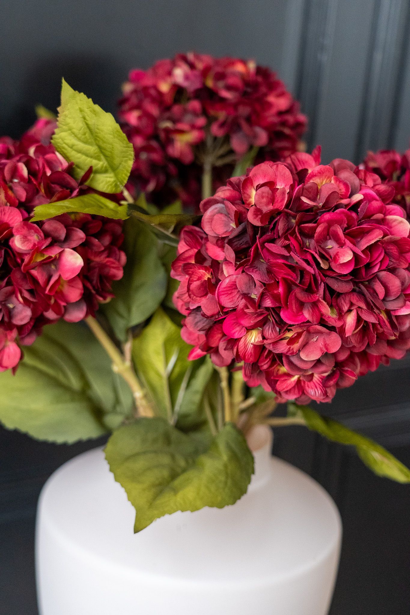 Hortensia bordeaux