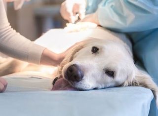 Dog Surgery - Veterinary Services in Carlisle, PA