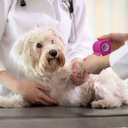 Dog Wound Dressing - Veterinary Services in Carlisle, PA