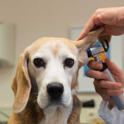 Dog Checkup - Veterinary Services in Carlisle, PA