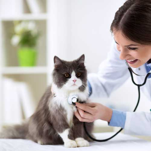 Cat Checkup- Veterinary Services in Carlisle, PA