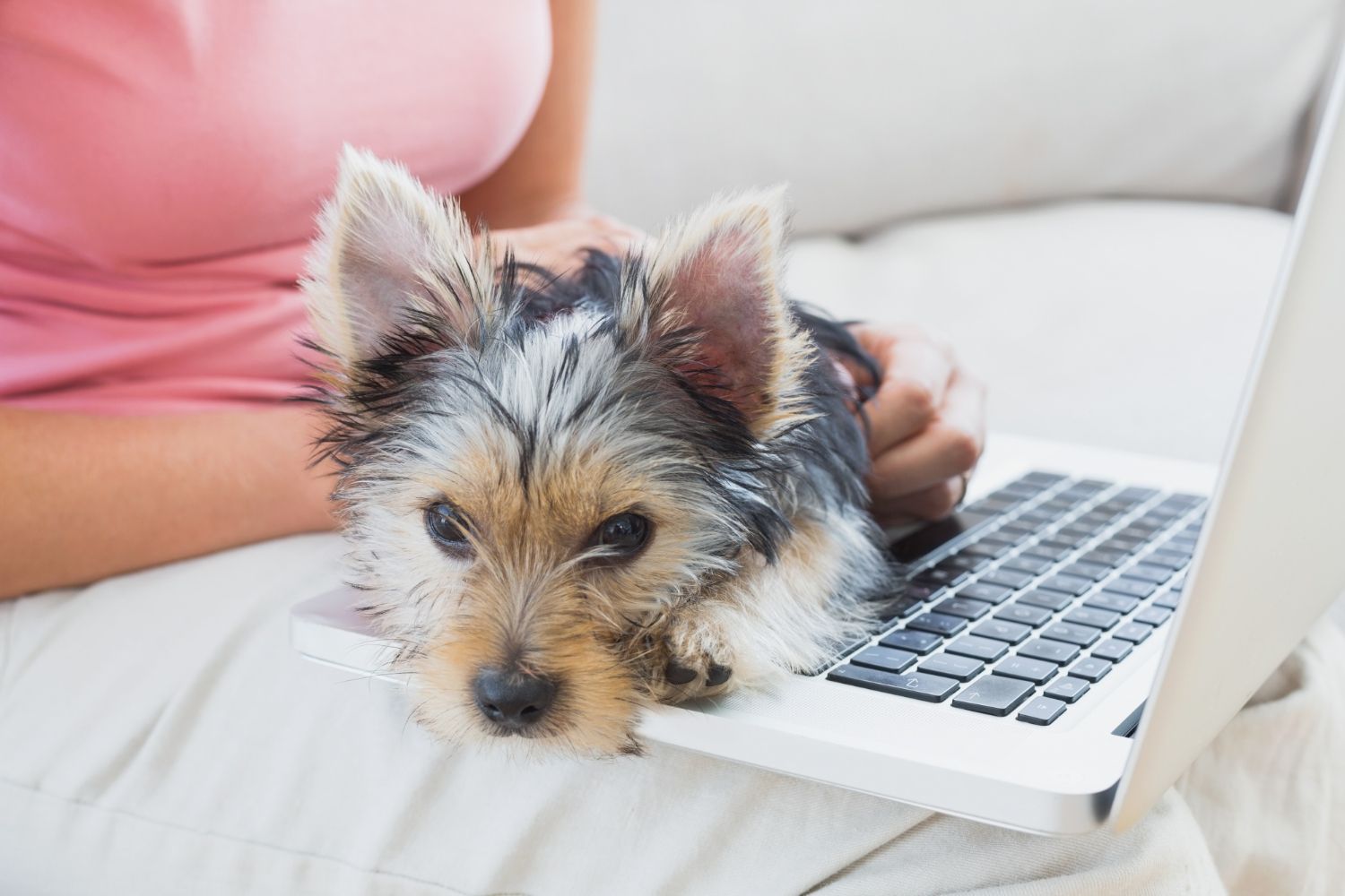 A small dog is sitting in front of a laptop computer.