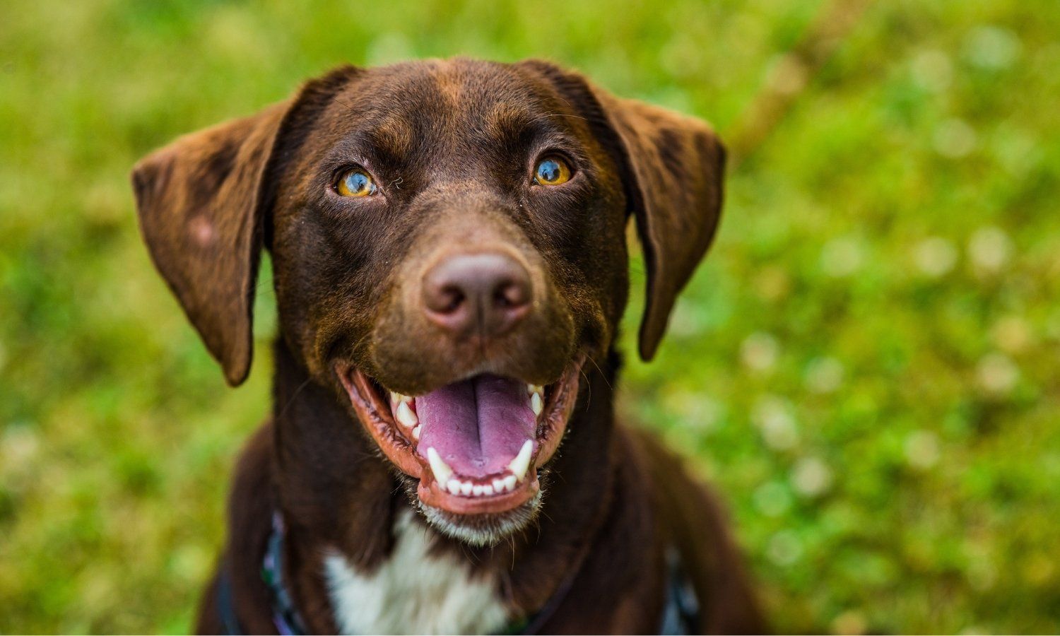 How to Pick Up Dog Poop Alpha Pet Waste Removal