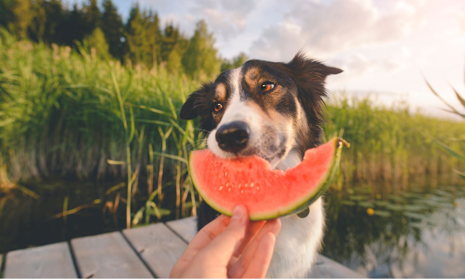 What your dog can and can't eat