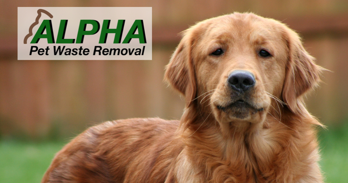 Dog Waste Removal Pooper Scooper Service Alpha Pet Waste