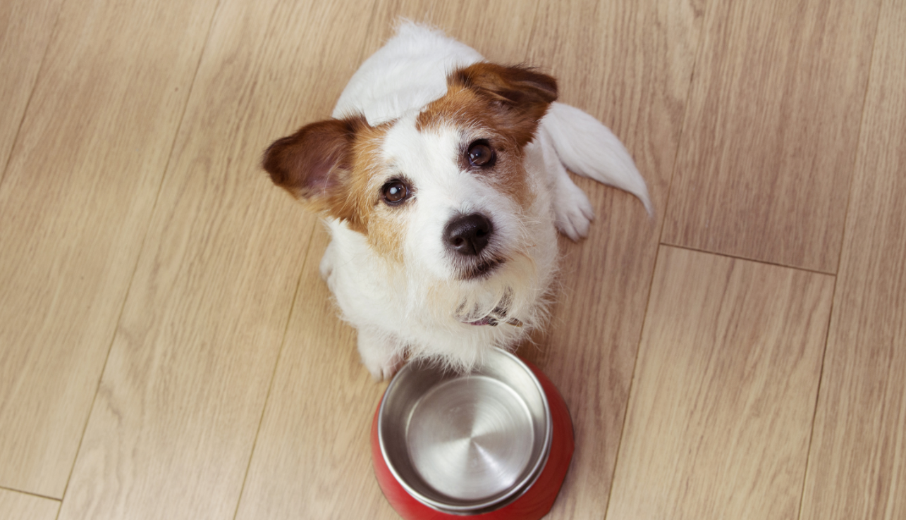 Best Food for Dogs
