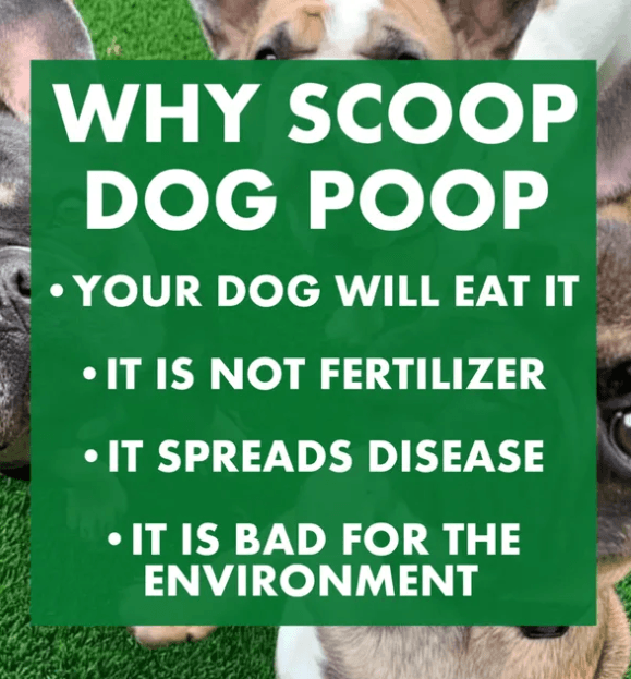 Why Scoop Dog Poop