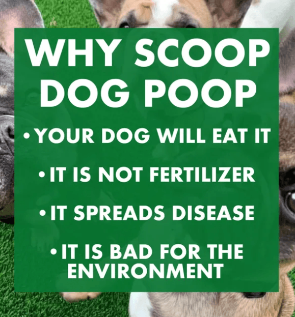 Is Dog Poop Bad For The Environment