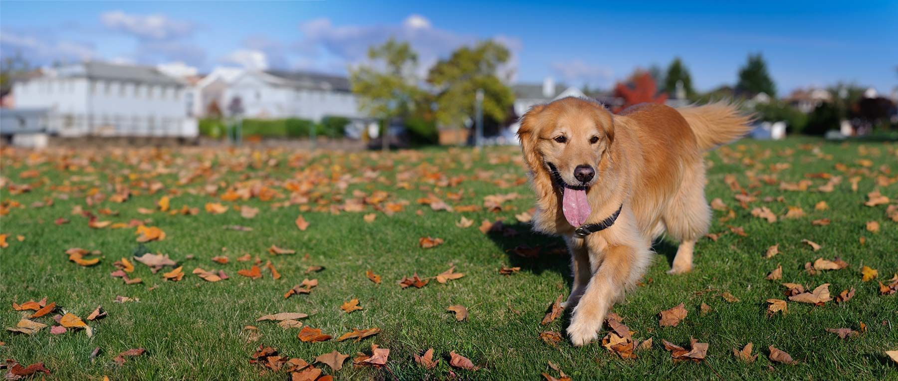 How to Master Pet Waste Management