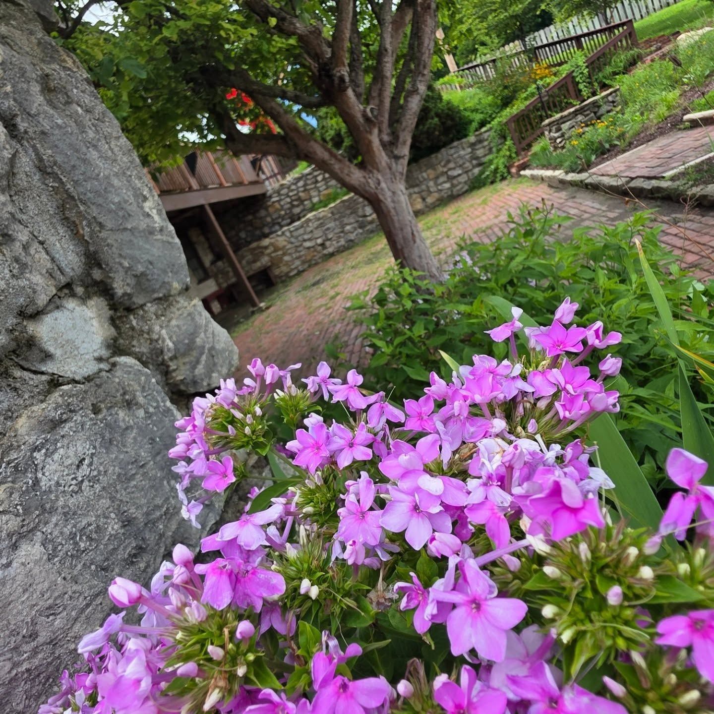 Pink flowers blooming beside a stone wall and tree in a garden path setting
