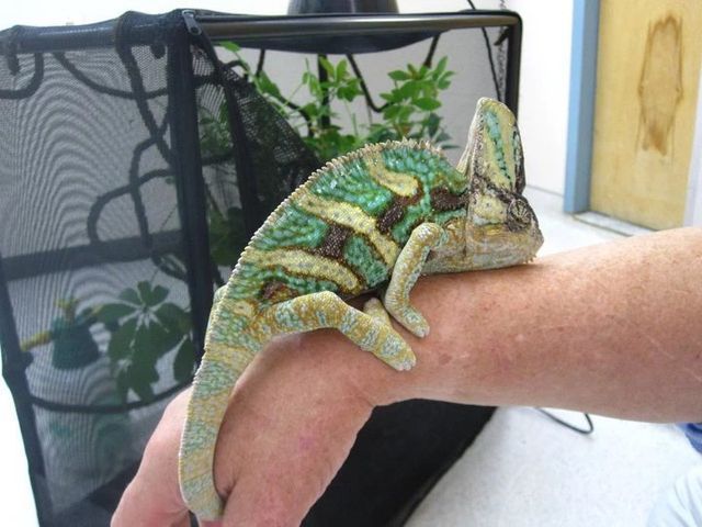Chameleon — Fairport, NY — Fairport Animal Hospital