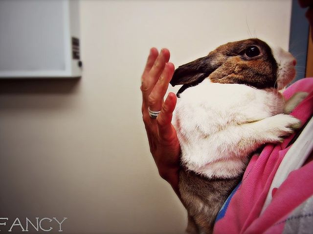 Person Carrying a Rabbit — Fairport, NY — Fairport Animal Hospital