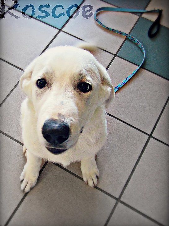 Labrador — Fairport, NY — Fairport Animal Hospital