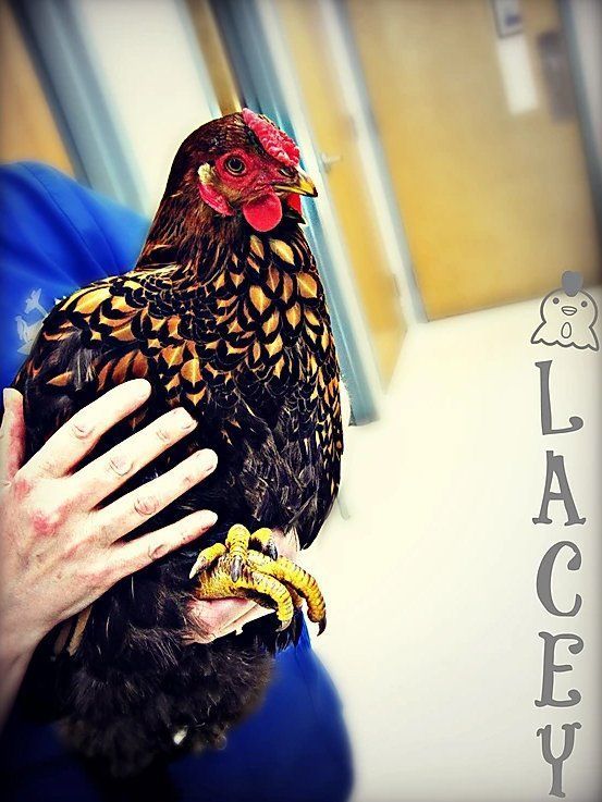 Chicken — Fairport, NY — Fairport Animal Hospital