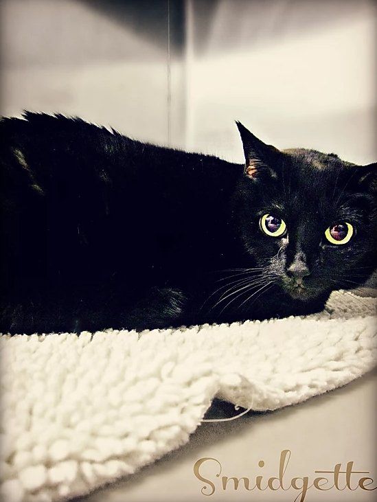 Black Cat — Fairport, NY — Fairport Animal Hospital
