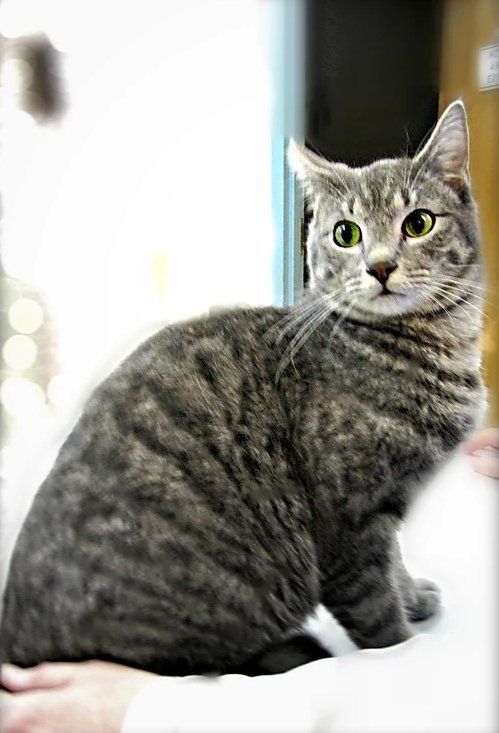 Gray Cat — Fairport, NY — Fairport Animal Hospital
