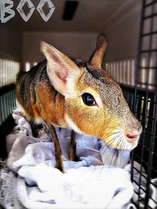 Rabbit in a Cage — Fairport, NY — Fairport Animal Hospital