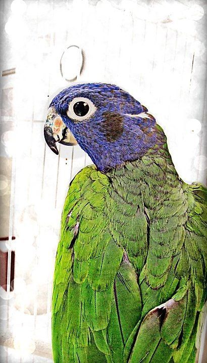 Green Parrot — Fairport, NY — Fairport Animal Hospital