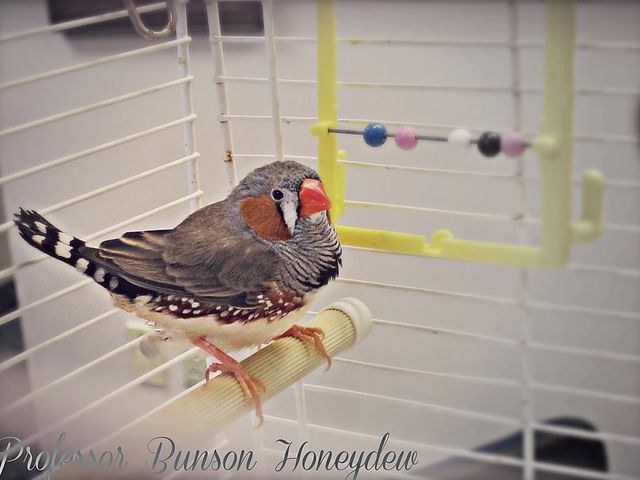 Bird in a Cage — Fairport, NY — Fairport Animal Hospital