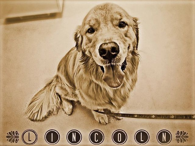 Golden Retriever — Fairport, NY — Fairport Animal Hospital
