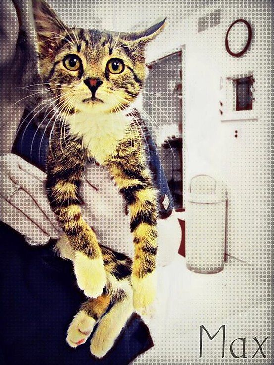 Veterinarian Carrying a Cat — Fairport, NY — Fairport Animal Hospital