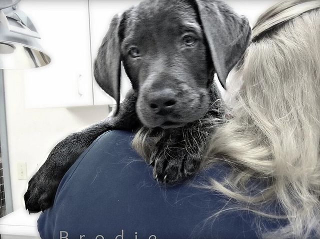 Veterinarian Carrying a Dog — Fairport, NY — Fairport Animal Hospital