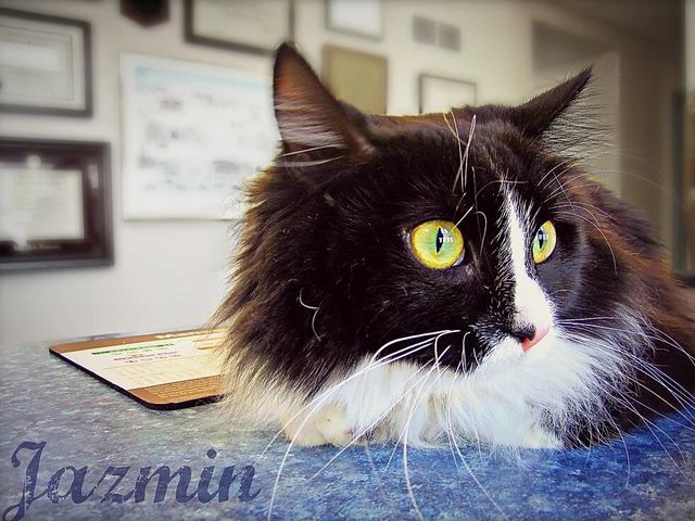 Resting Cat — Fairport, NY — Fairport Animal Hospital