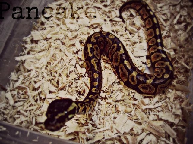 Brown Snake — Fairport, NY — Fairport Animal Hospital