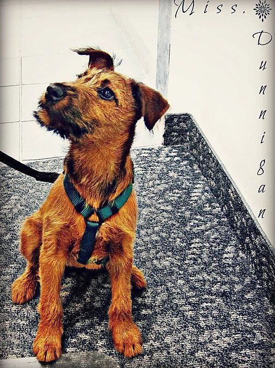 Dog with a Leash — Fairport, NY — Fairport Animal Hospital