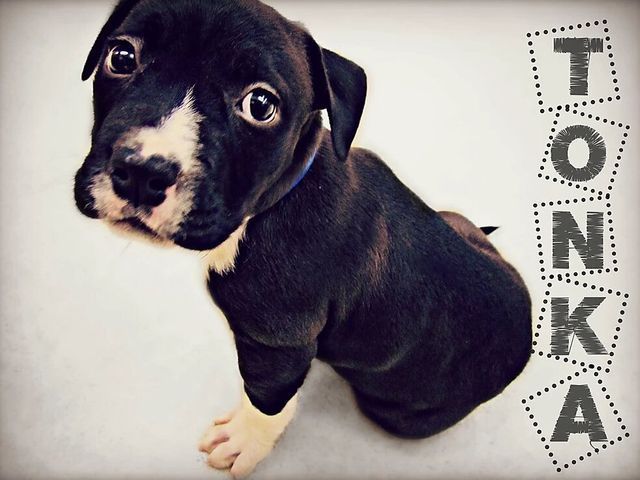 Black Puppy — Fairport, NY — Fairport Animal Hospital