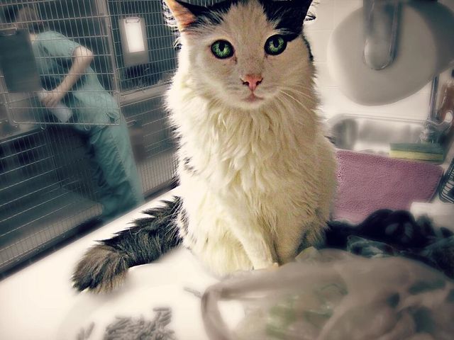 White Cat — Fairport, NY — Fairport Animal Hospital