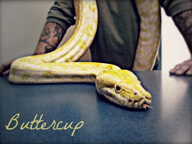 Snake — Fairport, NY — Fairport Animal Hospital