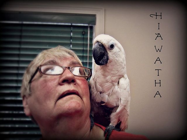 White Parrot — Fairport, NY — Fairport Animal Hospital